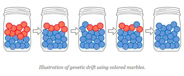 Description: Illustration of genetic drift